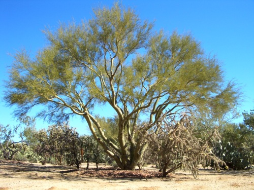 palo verde